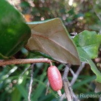 Elaeagnus latifolia L.